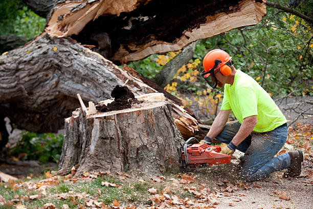 Shingletown, CA  Tree Services Company