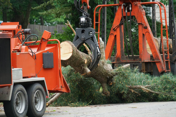 Best Stump Grinding and Removal  in Shingletown, CA