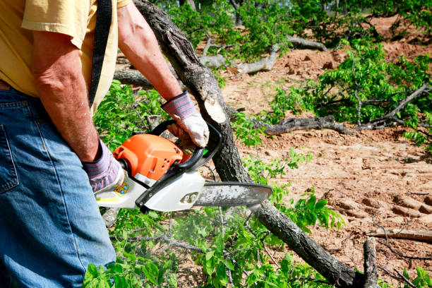 How Our Tree Care Process Works  in  Shingletown, CA